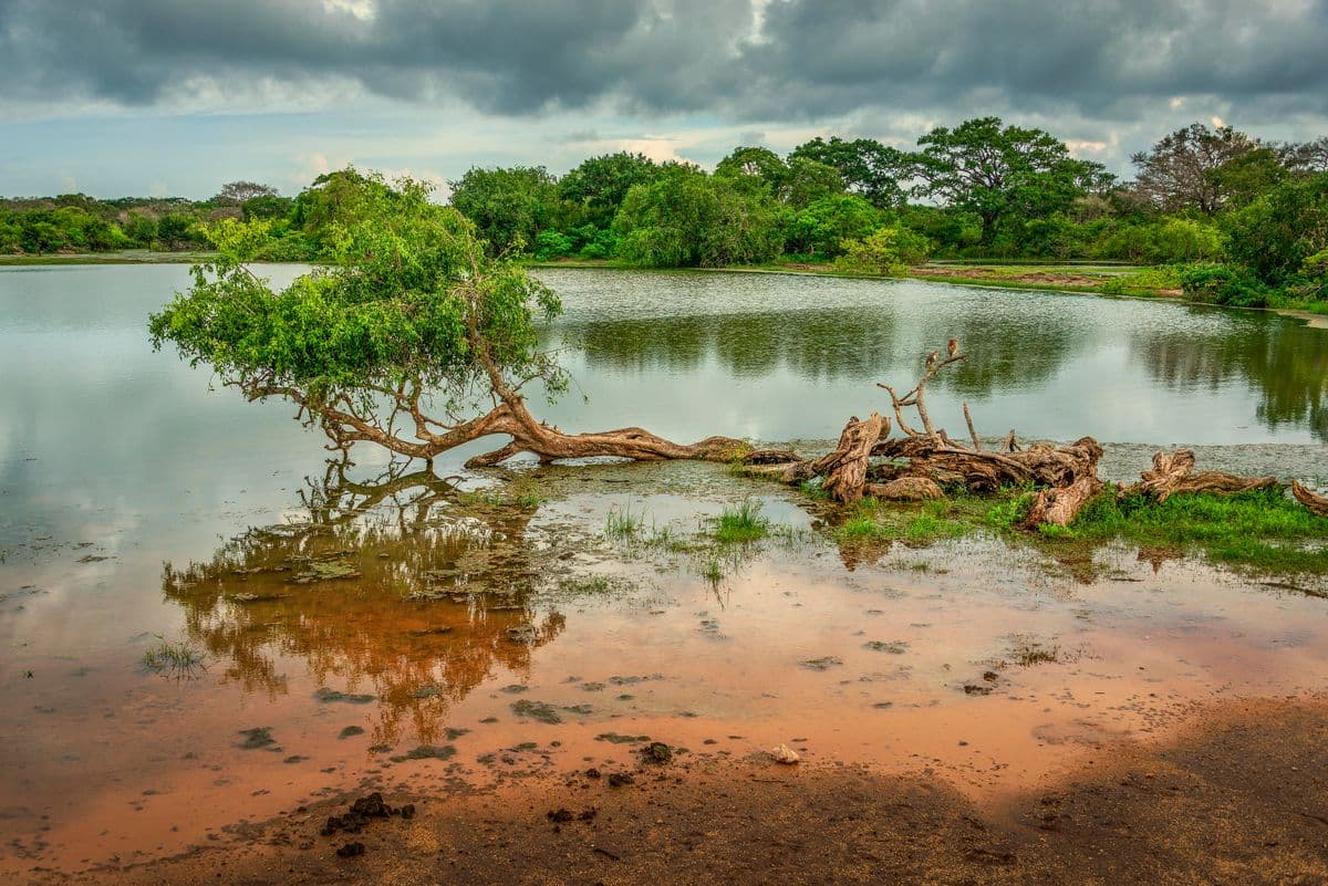 Scenic lake in Yala National Park Sri Lanka with dramatic cloudy sky